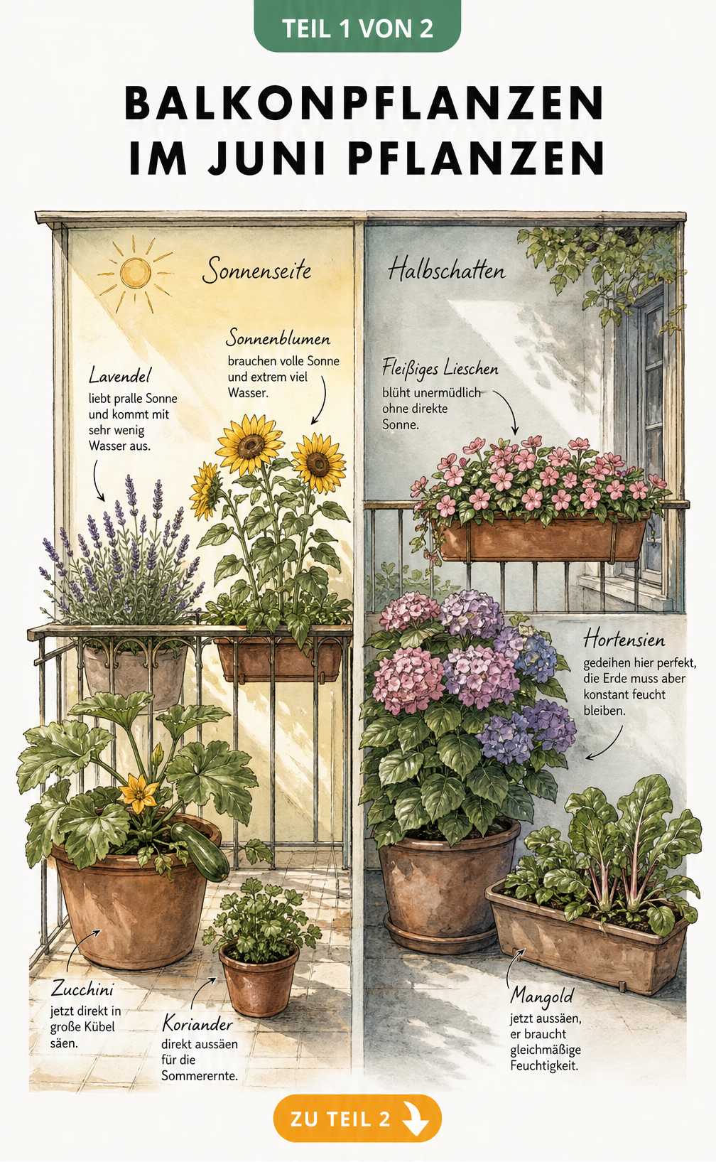 Illustration eines Balkons mit Pflanzen für sonnige und schattige Standorte wie Lavendel, Sonnenblumen und Hortensien