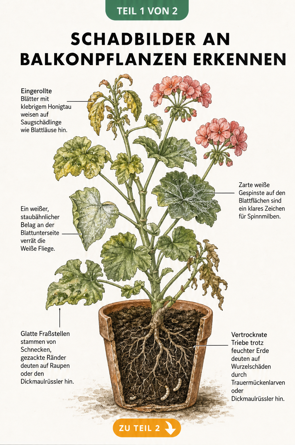 Botanische Illustration einer Balkonpflanze im Querschnitt mit Schadbildern von Blattläusen, Spinnmilben, Weißer Fliege, Schnecken und Trauermücken.
