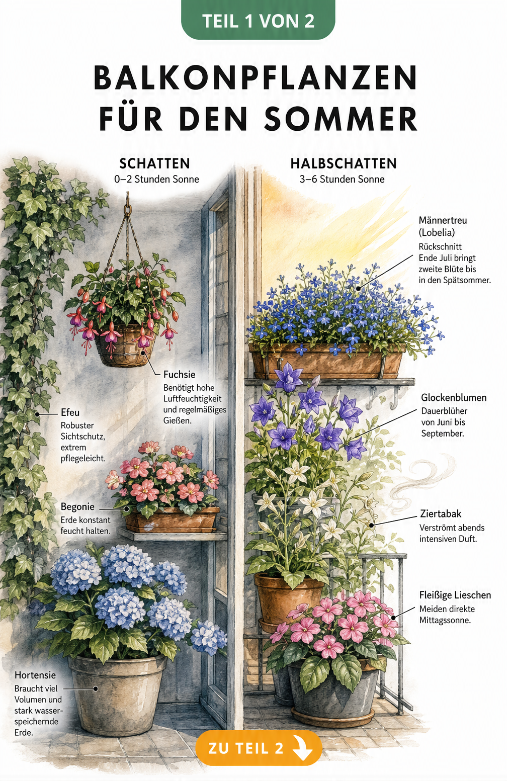 Botanische Illustration von Balkonpflanzen für Schatten und Halbschatten wie Fuchsie, Begonie und Männertreu