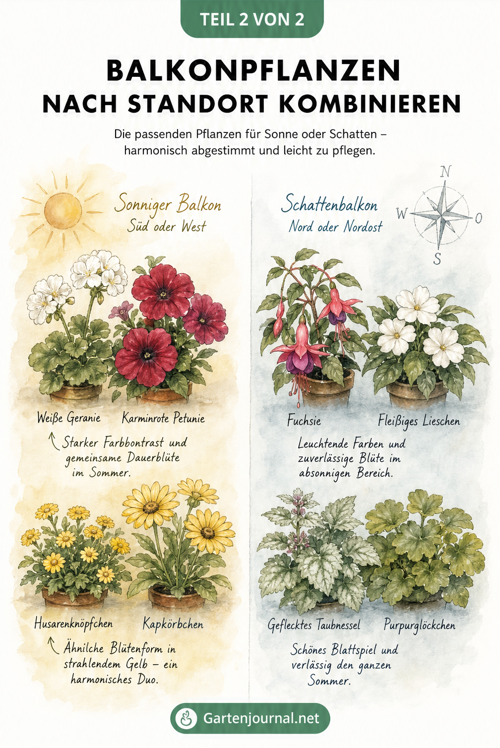 Illustration von Balkonpflanzen nach Standort: Geranien und Petunien für die Sonne, Fuchsien und Fleißiges Lieschen für den Schatten