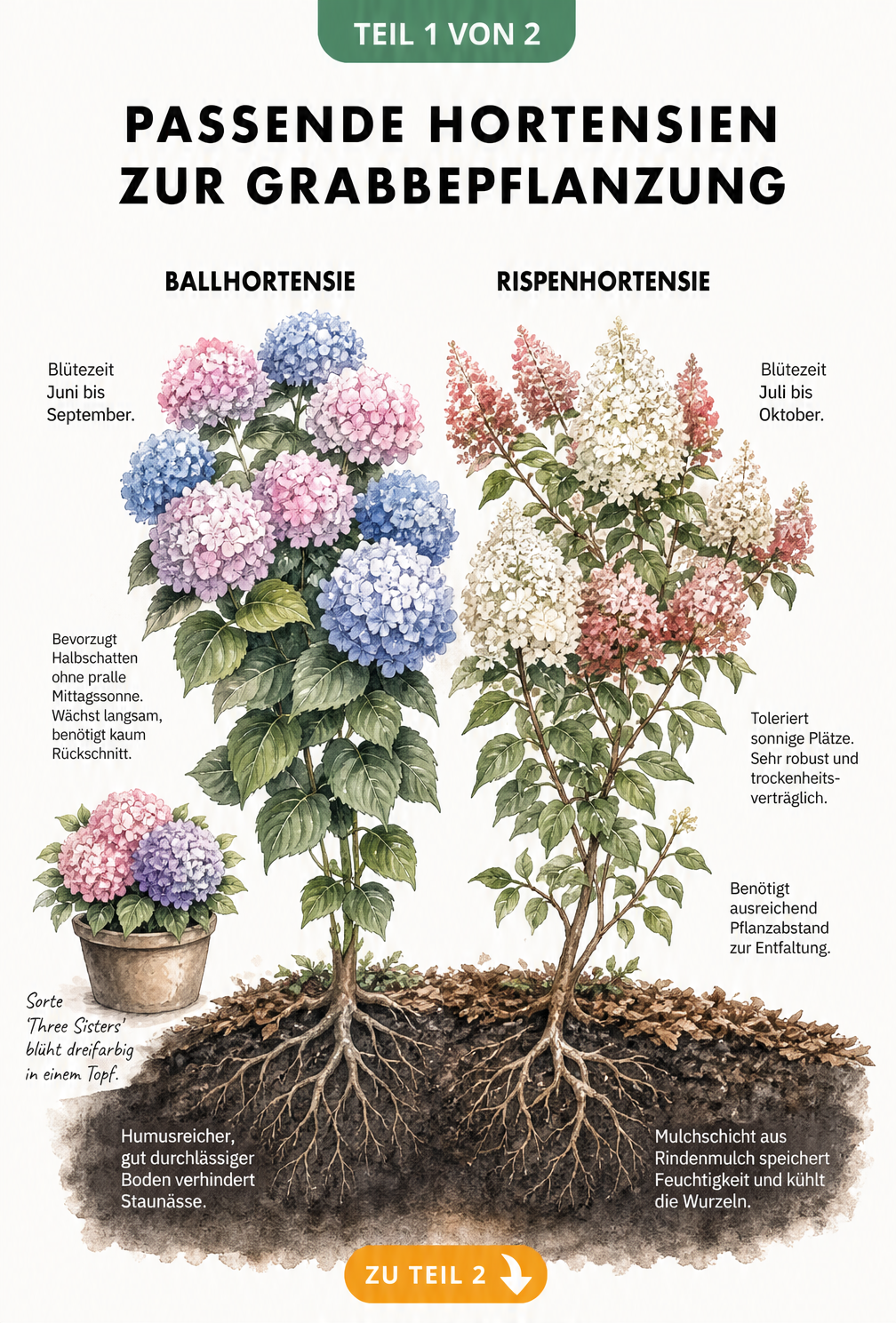 Vergleich von Ballhortensie und Rispenhortensie mit Blütezeit, Standort und Pflegehinweisen