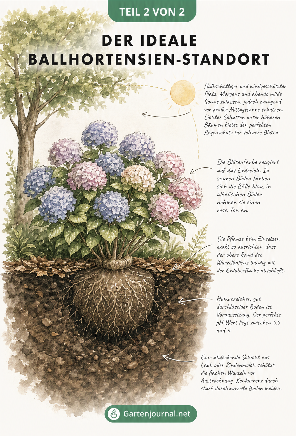 Querschnitt durch ein Gartenbeet mit einer blühenden Ballhortensie unter einem Baum, zeigt Wurzelballen und Sonnenverlauf