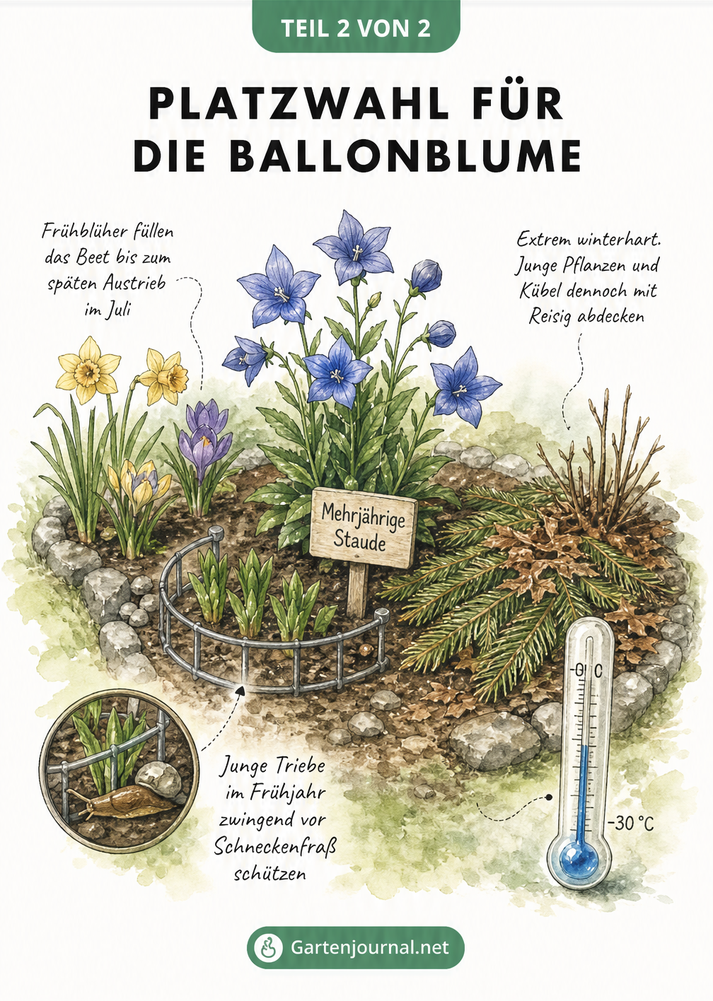 Isometrische Ansicht eines Gartenbeets mit einer Ballonblume, umgeben von Frühblühern, einem Schneckenzaun und Winterschutz aus Reisig.