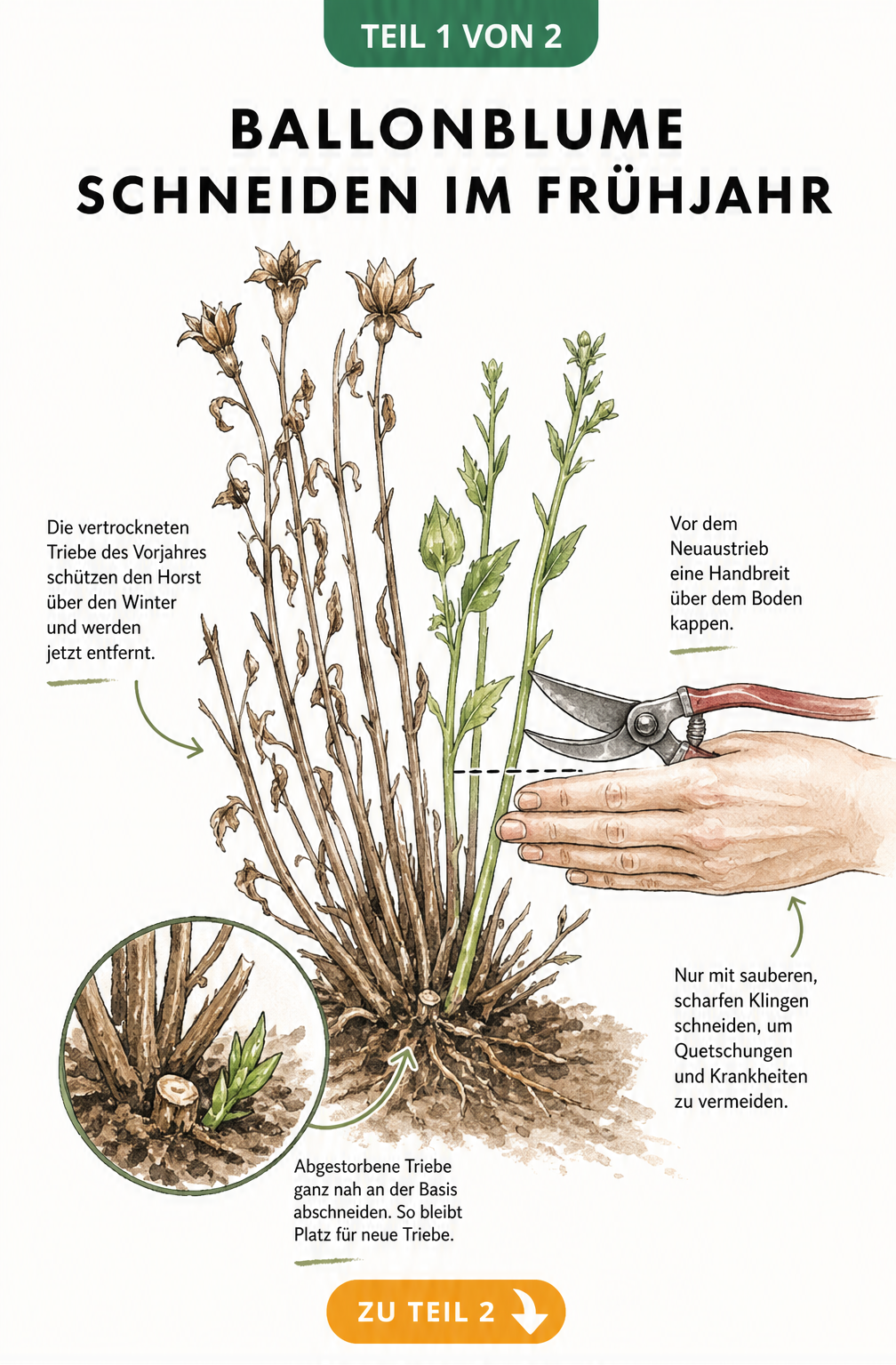 Botanische Illustration einer Ballonblume im Frühjahr, die den Rückschnitt der alten Stängel eine Handbreit über dem Boden zeigt.