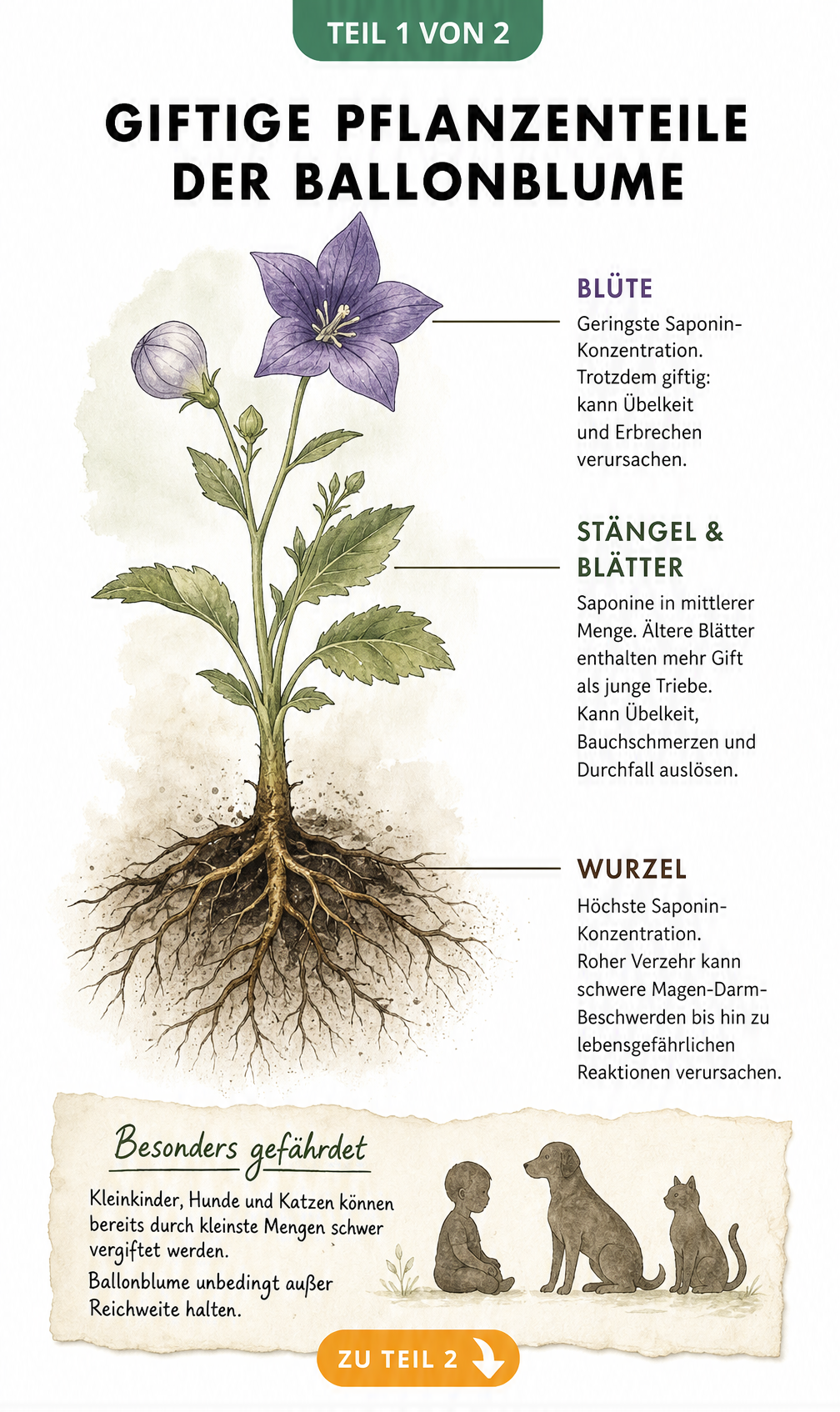 Botanische Illustration der Ballonblume mit Markierungen der giftigen Pflanzenteile und Saponin-Konzentrationen