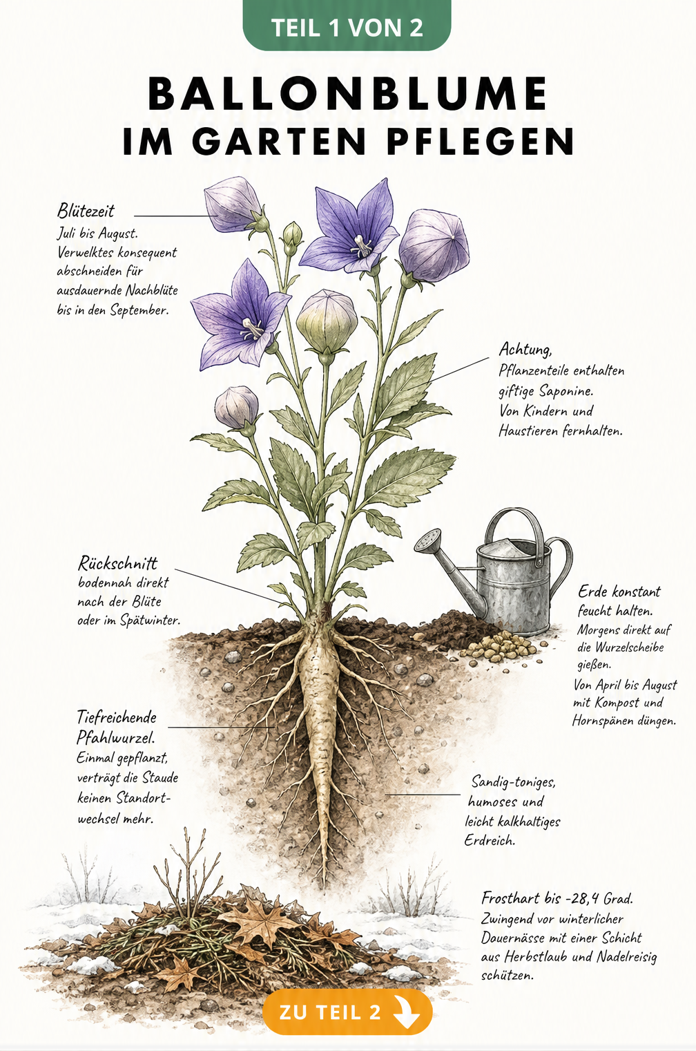 Botanische Illustration einer Ballonblume im Querschnitt mit Pfahlwurzel und Pflegehinweisen