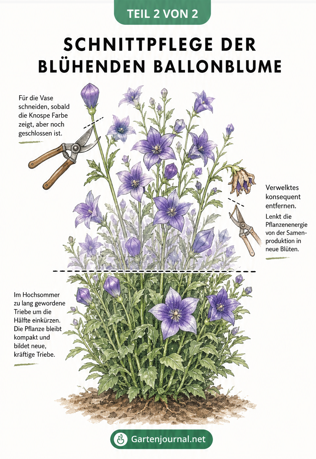 Illustration einer blühenden Ballonblume im Sommer, die den Schnitt für die Vase, das Ausputzen verwelkter Blüten und den formgebenden Rückschnitt zeigt.