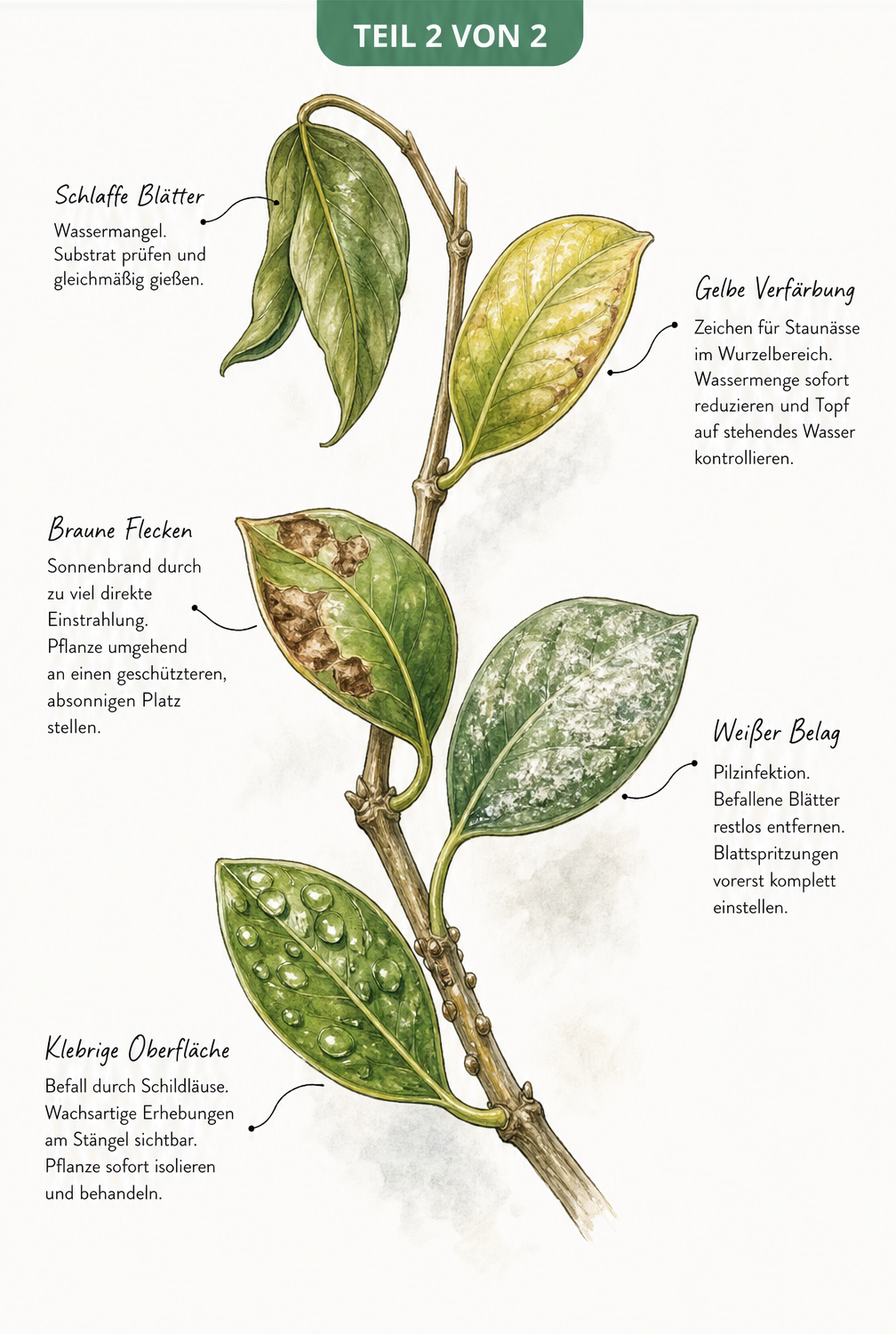 Illustration eines Balsamapfel-Zweigs mit verschiedenen Schadbildern an den Blättern und deren Ursachen