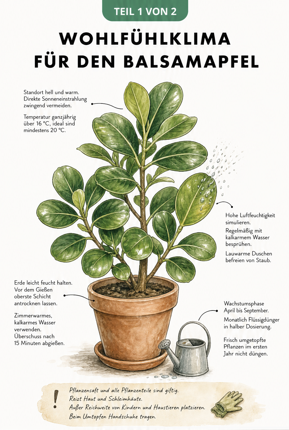 Botanische Illustration eines Balsamapfels im Tontopf mit Pflegehinweisen zu Standort, Gießen und Düngen