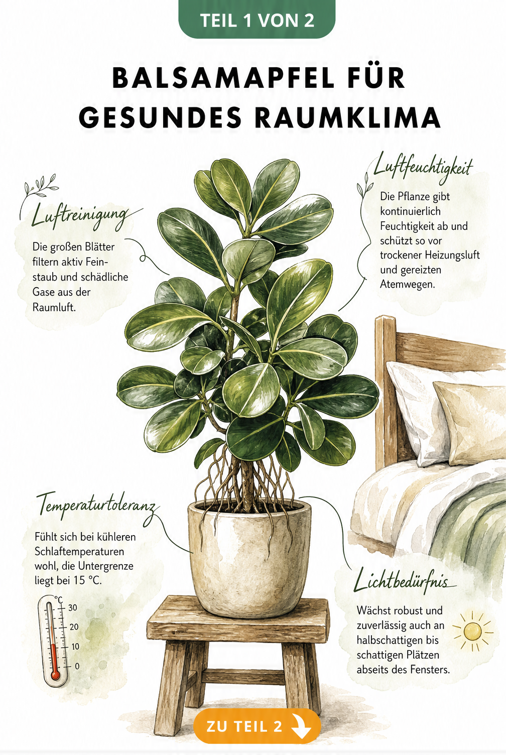 Illustration eines Balsamapfels im Schlafzimmer mit Hinweisen zu Luftreinigung, Luftfeuchtigkeit, Temperatur und Lichtbedarf