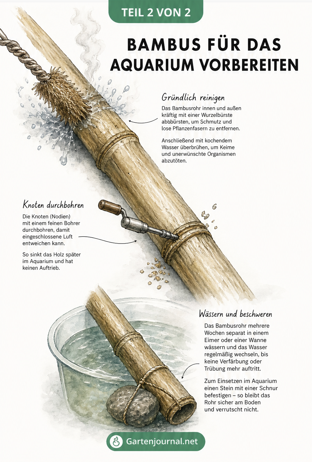 Illustration der Vorbereitungsschritte für Bambus im Aquarium: Abbürsten, Bohren und Wässern