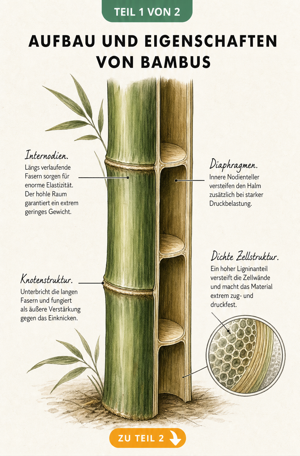 Botanische Illustration eines aufgeschnittenen Bambushalms, die Internodien, Knotenstruktur, Diaphragmen und Zellstruktur zeigt