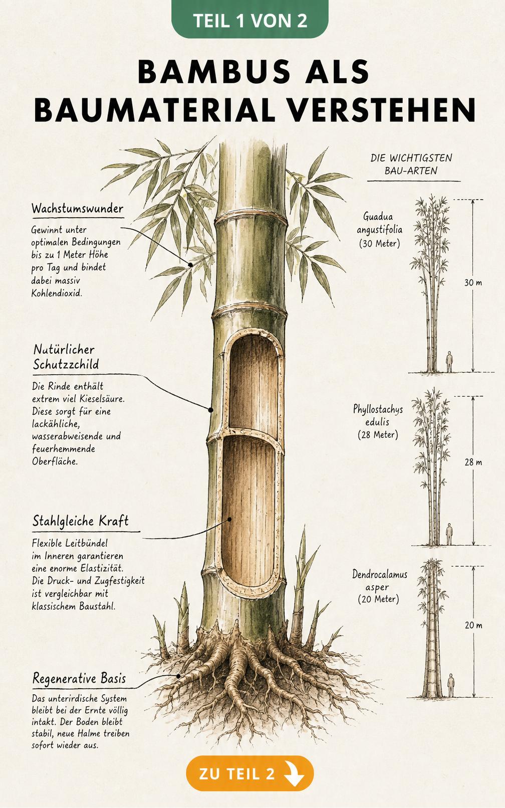Botanische Architekturskizze eines Bambusrohrs mit Erklärungen zu Wachstum, Rinde, Leitbündeln und Wurzelwerk sowie Silhouetten von drei Bau-Bambusarten