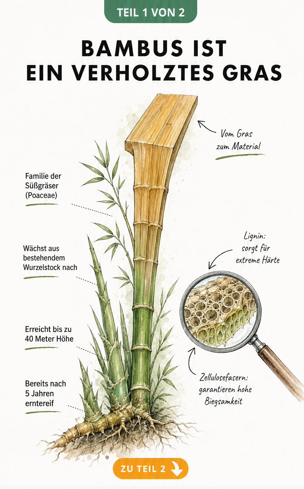 Botanische Illustration eines Bambushalms, der sich von einem grünen Gras mit Wurzelstock in ein festes Holzbrett verwandelt, mit Erklärungen zu Lignin und...