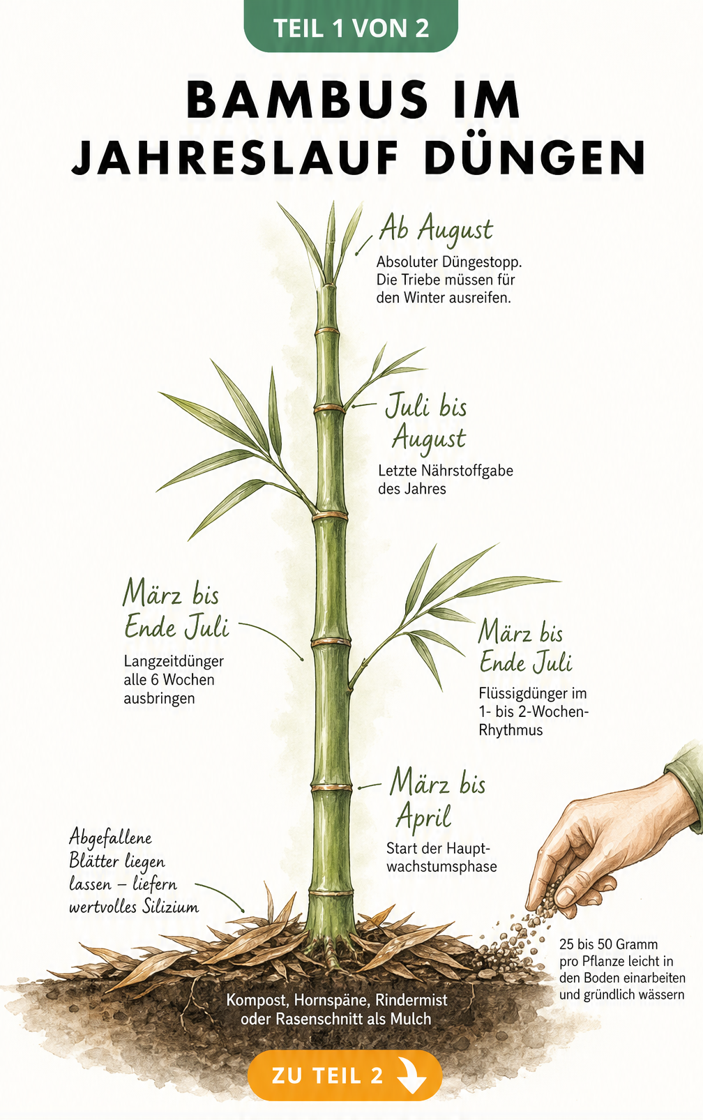 Illustration eines Bambushalms mit Zeitachse zur Düngung von März bis August