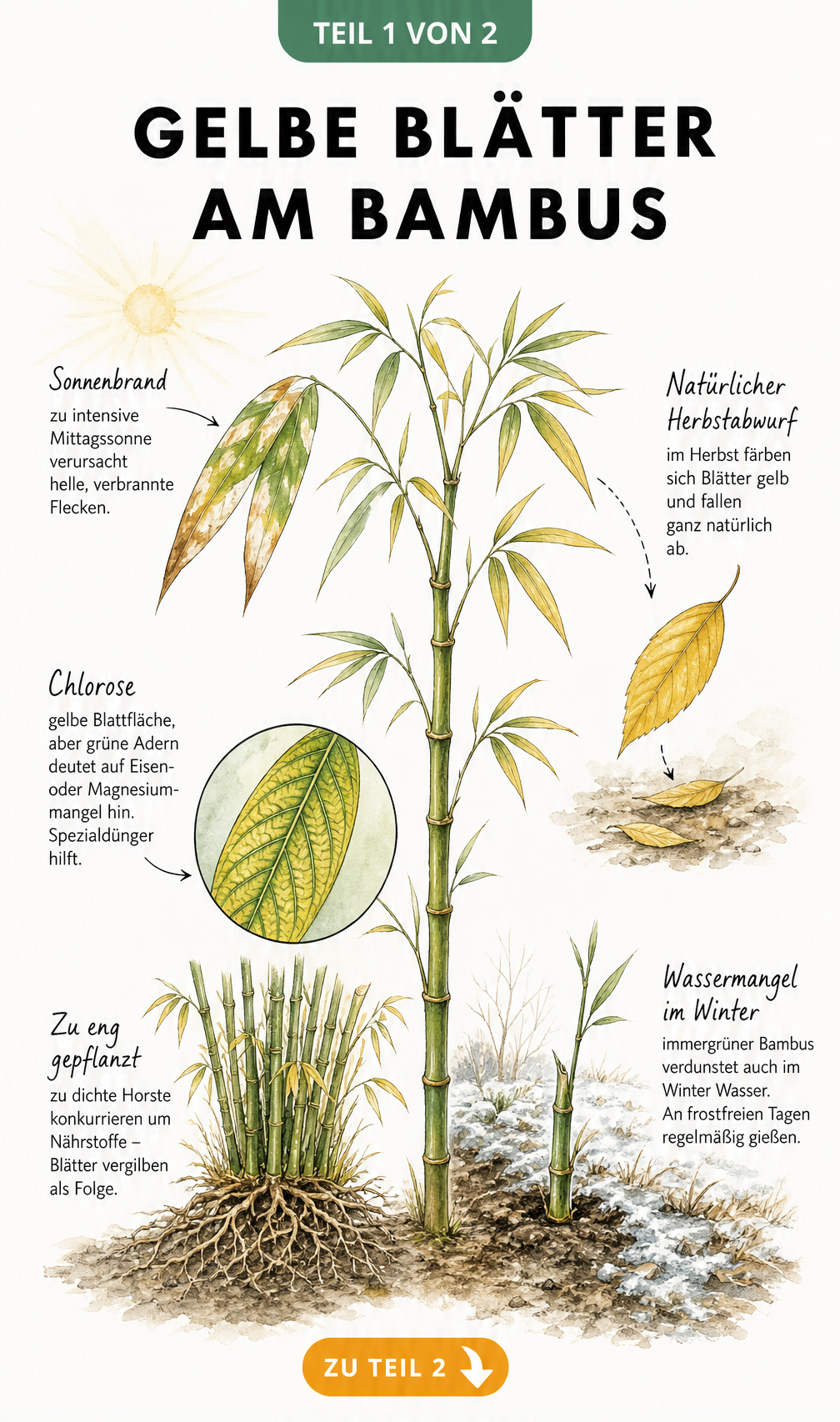 Illustration eines Bambushalms mit gelben Blättern durch Sonnenbrand, Nährstoffmangel und Wassermangel