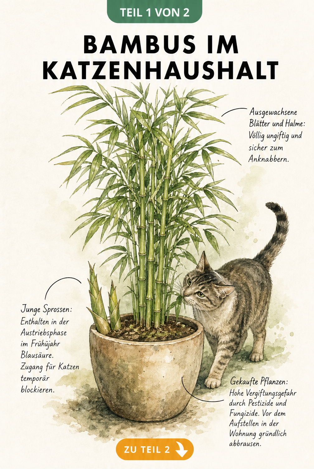 Botanische Illustration eines Bambus im Topf mit einer Katze, die an den Blättern schnuppert, und Hinweisen zur Giftigkeit von jungen Trieben und Pestiziden.