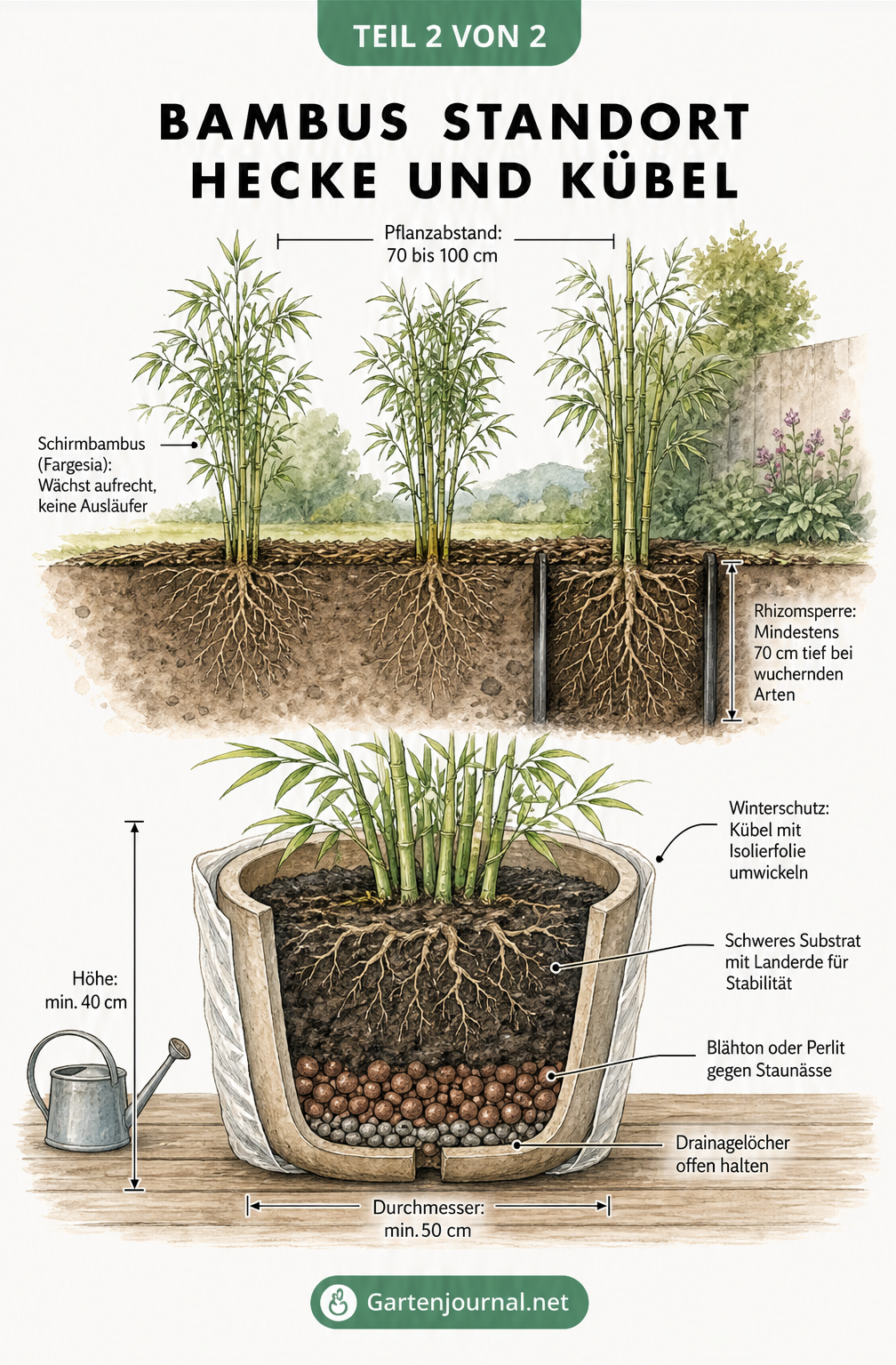 Illustration einer Bambushecke im Garten mit Rhizomsperre und Pflanzabstand sowie eines Solitär-Bambus im Kübel mit Drainageschicht und Winterschutz.