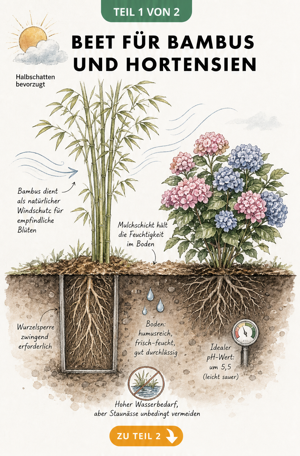 Querschnitt eines Gartenbeets mit Bambus und Hortensie, der die Standortbedingungen, Wurzeln und den Boden zeigt