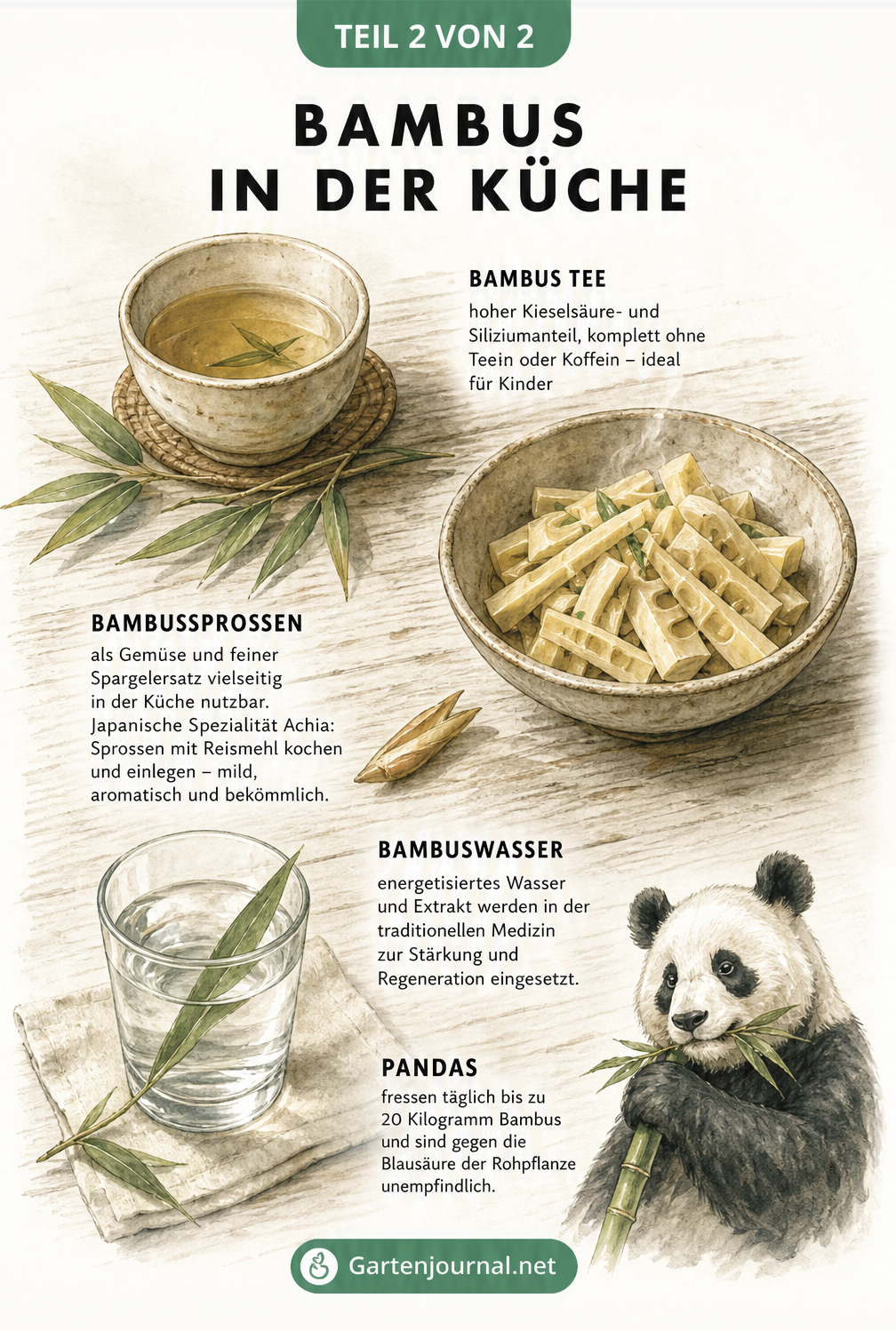 Illustrierte Küchenszene mit Bambustee, gekochten Bambussprossen, Bambuswasser und einem kleinen Pandabär.