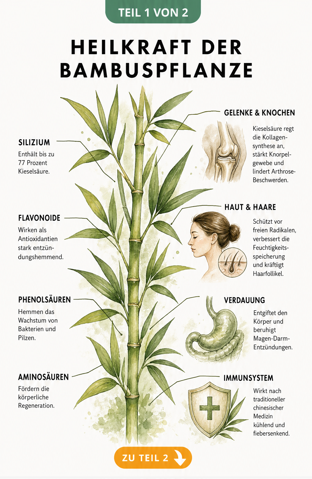 Botanische Illustration eines Bambuszweigs mit Erklärungen zu Inhaltsstoffen wie Silizium und Flavonoiden sowie deren Wirkung auf Gelenke, Haut und Immunsystem