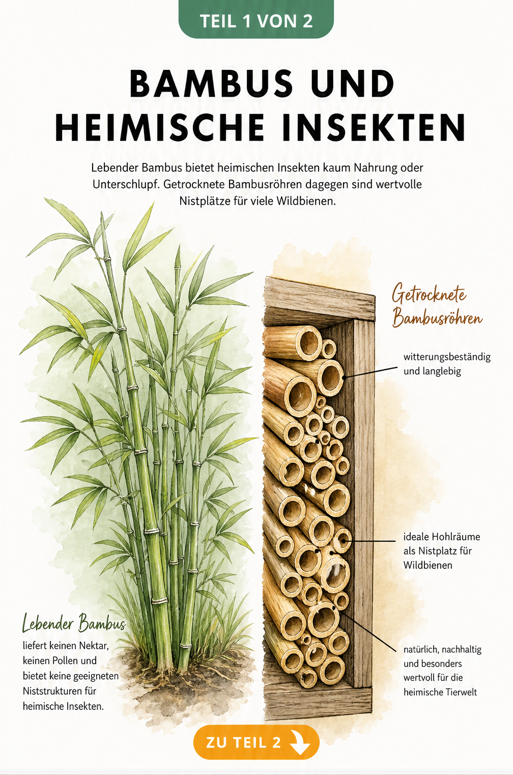 Illustration eines grünen Bambusstrauchs und getrockneter Bambusröhren im Vergleich für Insekten