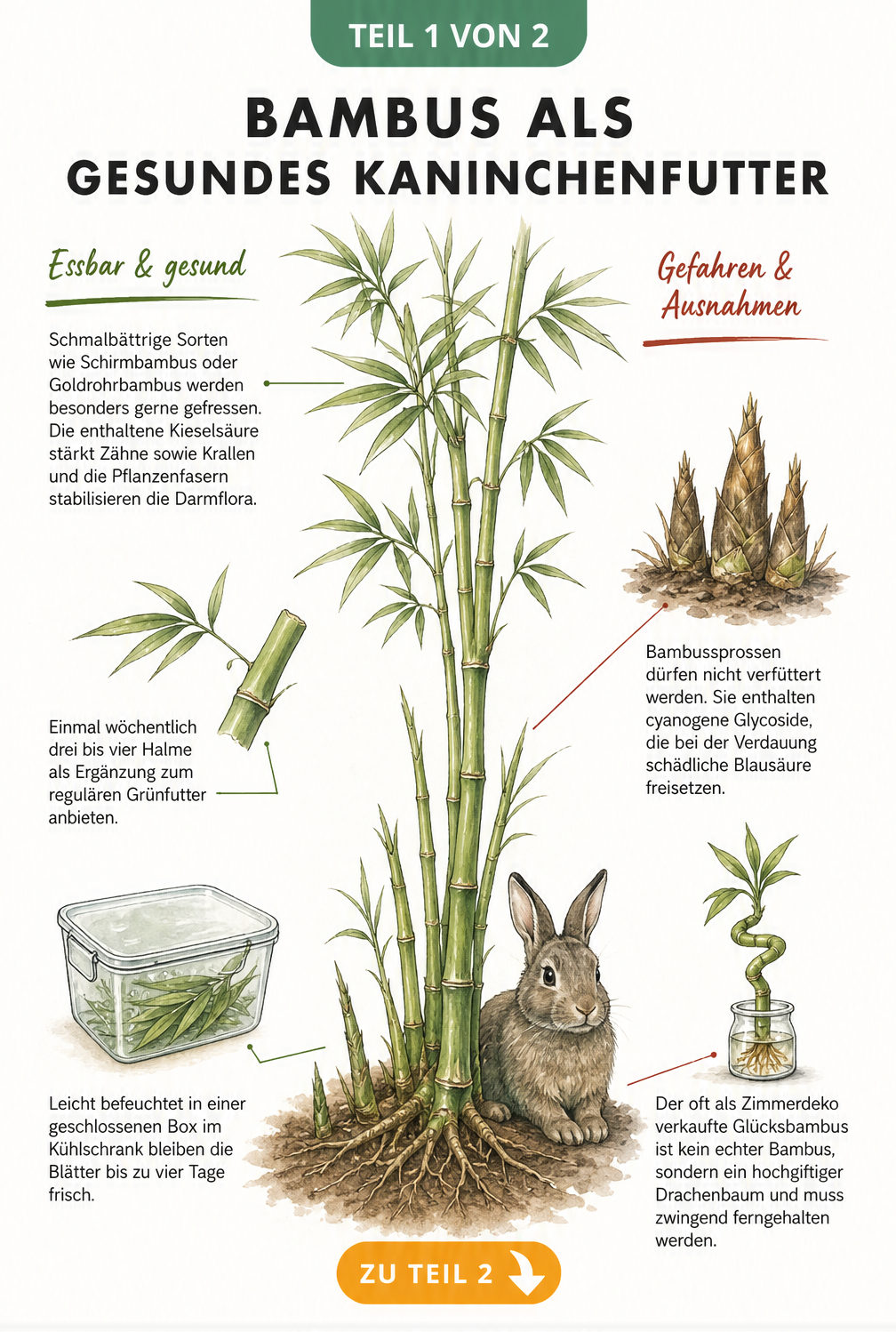 Botanische Illustration eines Bambuszweigs mit Hinweisen zu essbaren Teilen und Gefahren für Kaninchen