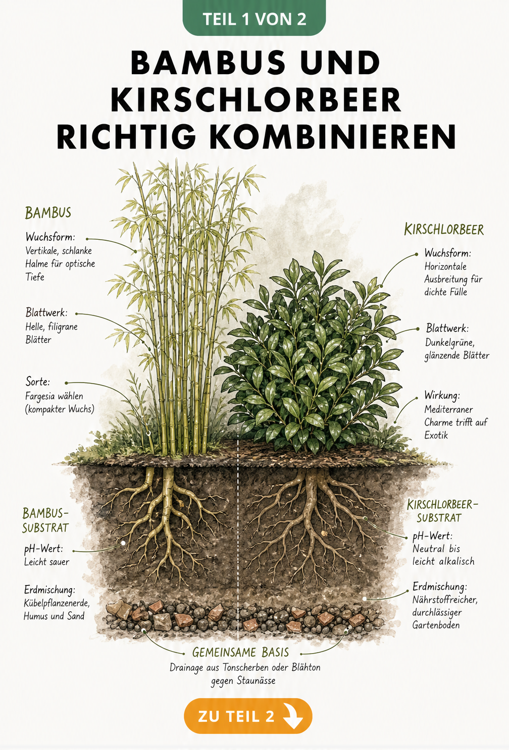Querschnitt eines Gartenbeets mit Bambus und Kirschlorbeer, der die unterschiedlichen Bodenansprüche und Wurzelwerke zeigt.