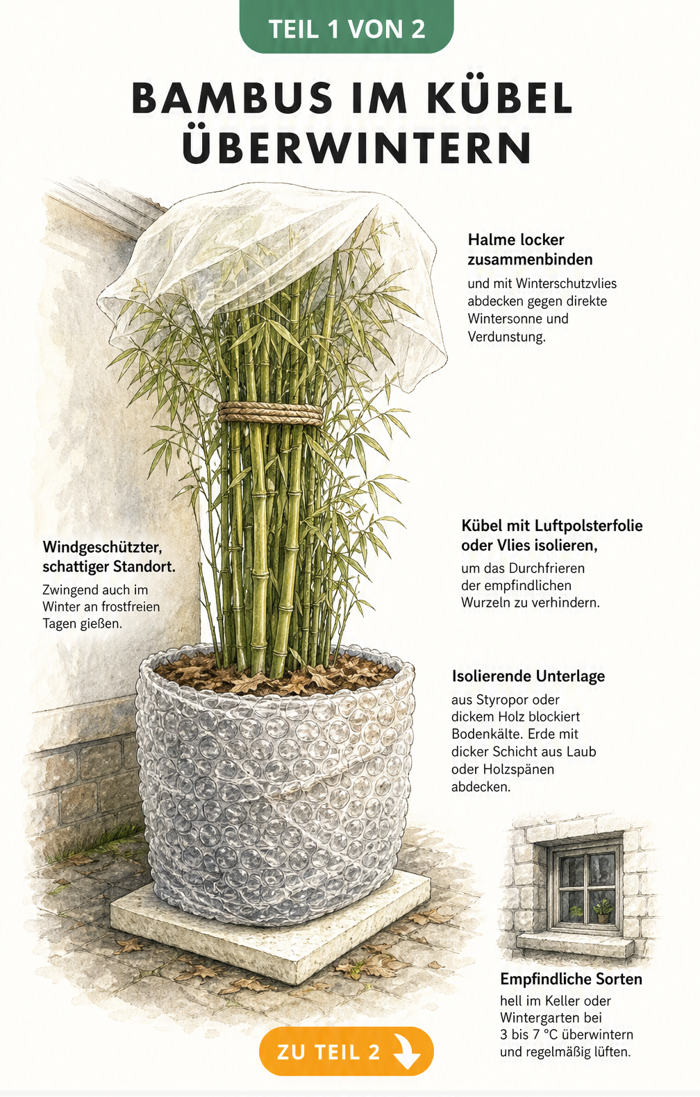 Botanische Illustration eines Bambus im Kübel mit Winterschutzmaßnahmen wie Vlies, Luftpolsterfolie und isolierender Unterlage