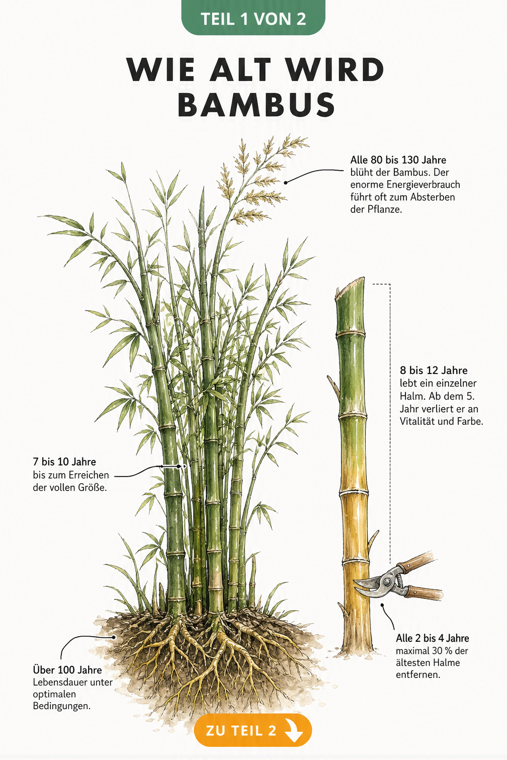 Botanische Illustration einer Bambuspflanze mit Altersangaben zu Wurzeln, Halmen und Blüte