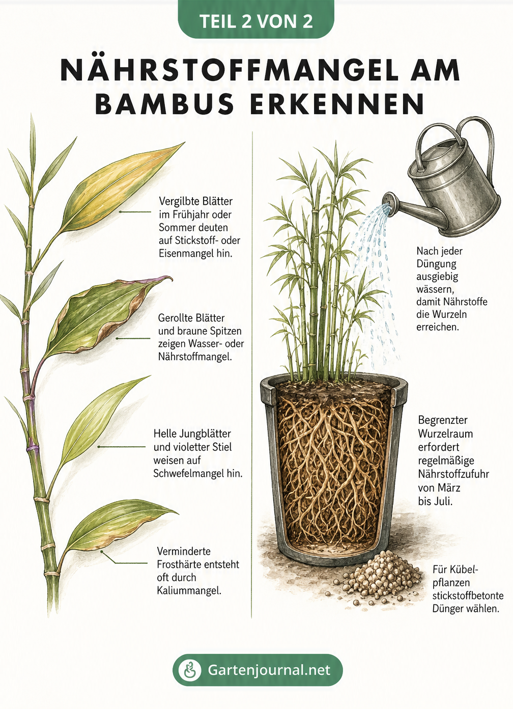 Illustration von Bambusblättern mit Schadbildern und einem Bambus im Kübel