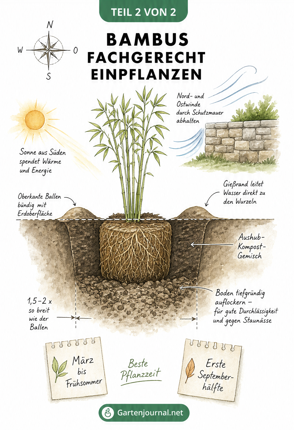 Querschnitt-Illustration eines frisch gepflanzten Bambus mit Pflanzloch, Wurzelballen, Gießrand und Windschutz
