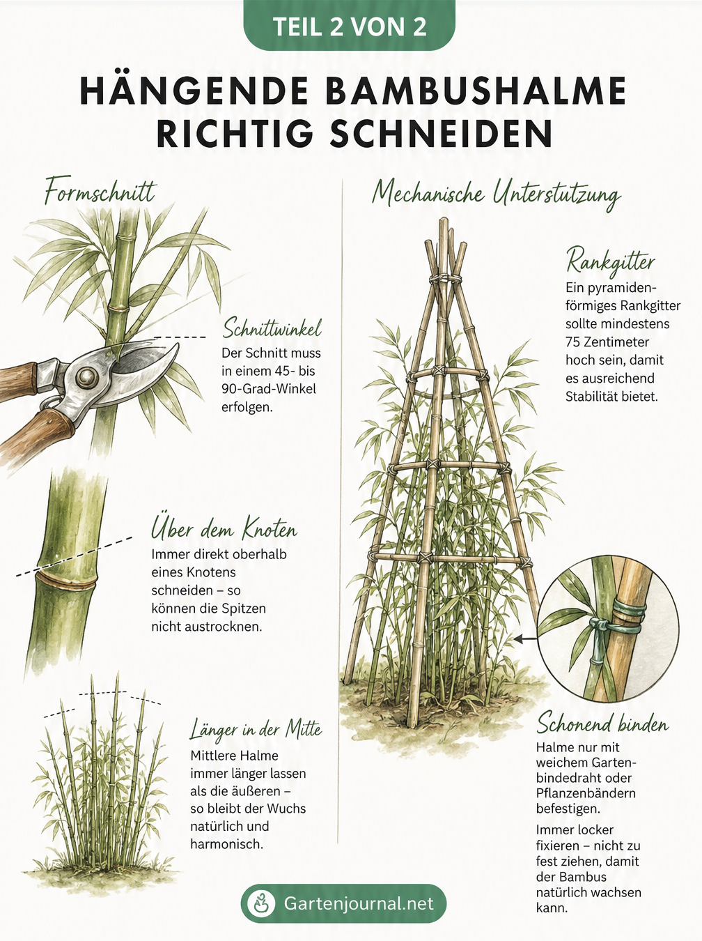 Skizze zum richtigen Schneiden von Bambus mit Gartenschere im 45-Grad-Winkel und Aufbau eines Rankgitters zur Unterstützung