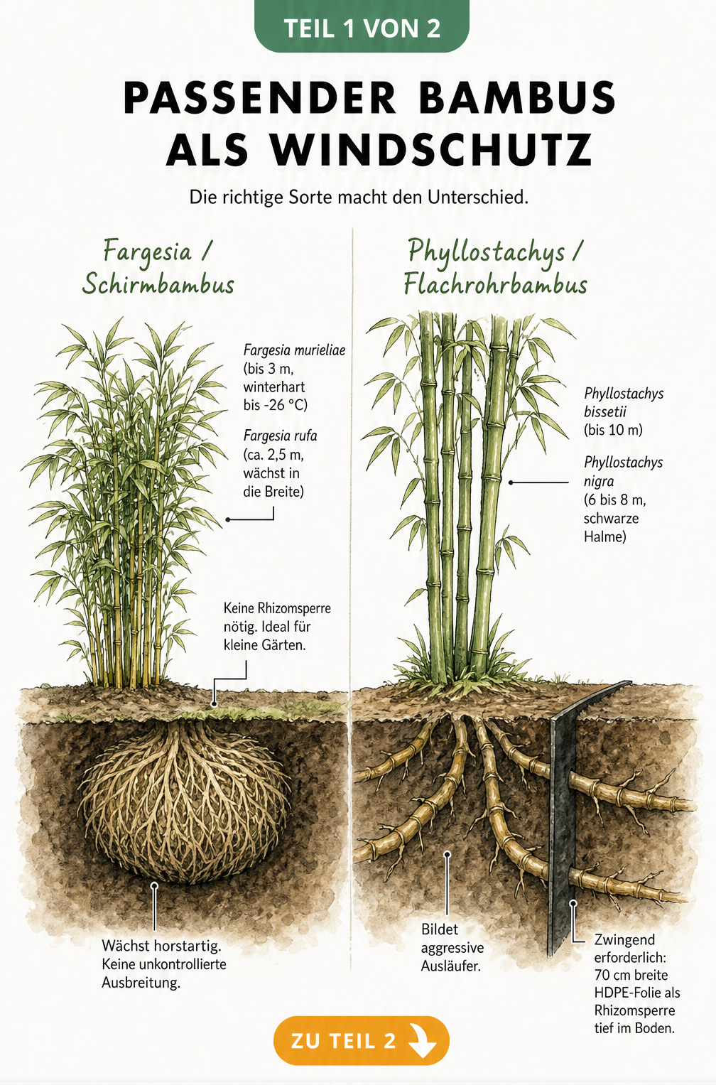 Botanische Illustration von Fargesia und Phyllostachys Bambus im Vergleich mit und ohne Rhizomsperre