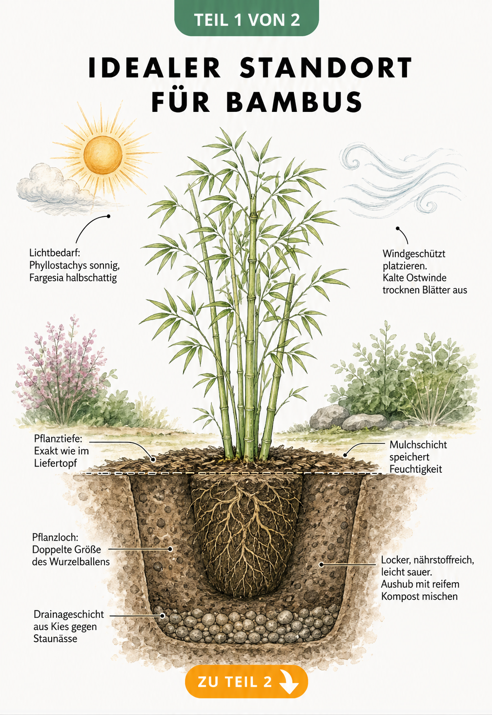 Querschnitt-Illustration einer frisch gepflanzten Bambuspflanze im Gartenbeet mit Hinweisen zu Lichtbedarf, Windschutz, Pflanzlochgröße, Drainageschicht, Erde...