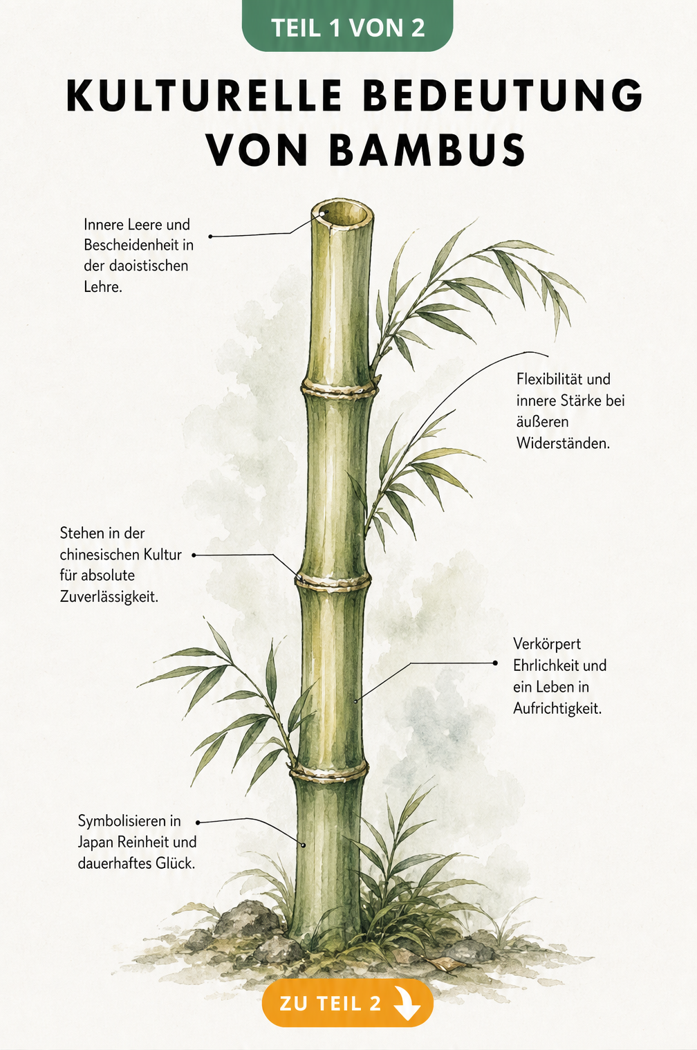 Botanische Illustration eines Bambusstamms mit Erklärungen zur kulturellen Bedeutung in Asien