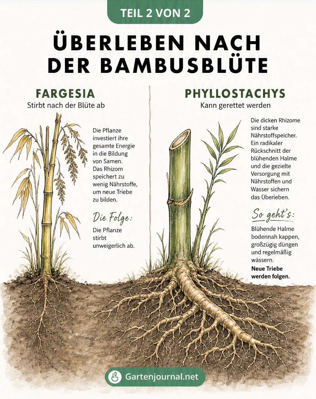 Querschnitt durch Erdreich und Bambuspflanzen: Fargesia stirbt nach der Blüte ab, Phyllostachys überlebt dank starker Rhizome