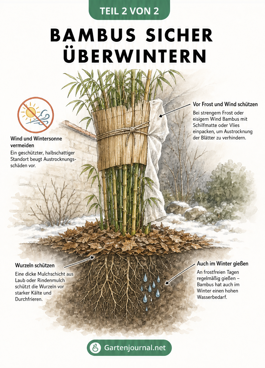 Illustration eines Bambus im Winter mit Mulchschicht, Winterschutzvlies und Hinweisen zur Bewässerung an frostfreien Tagen