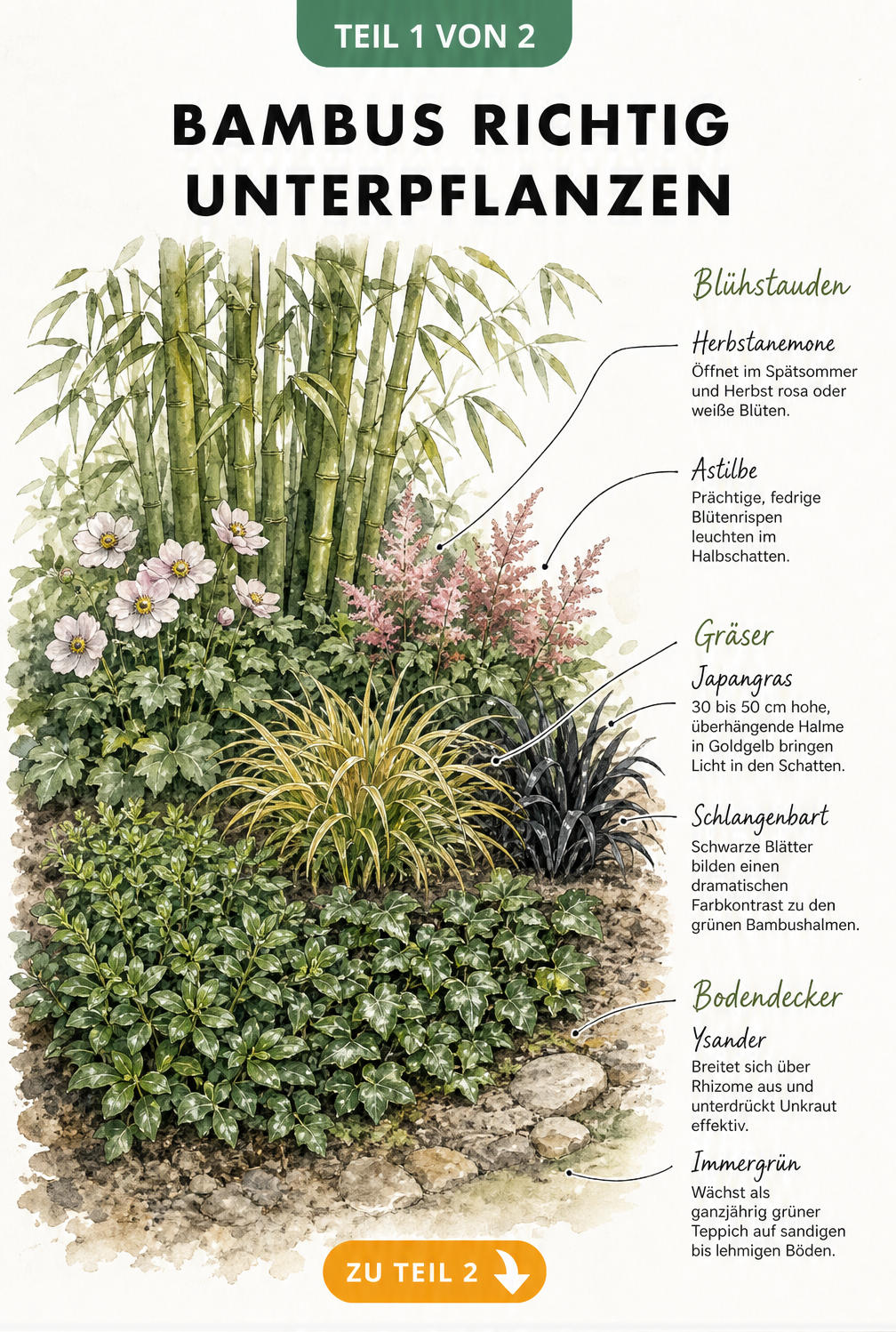 Aquarell-Skizze eines Gartenbeets mit Bambus und drei Pflanzzonen: Bodendecker, Gräser und Blühstauden
