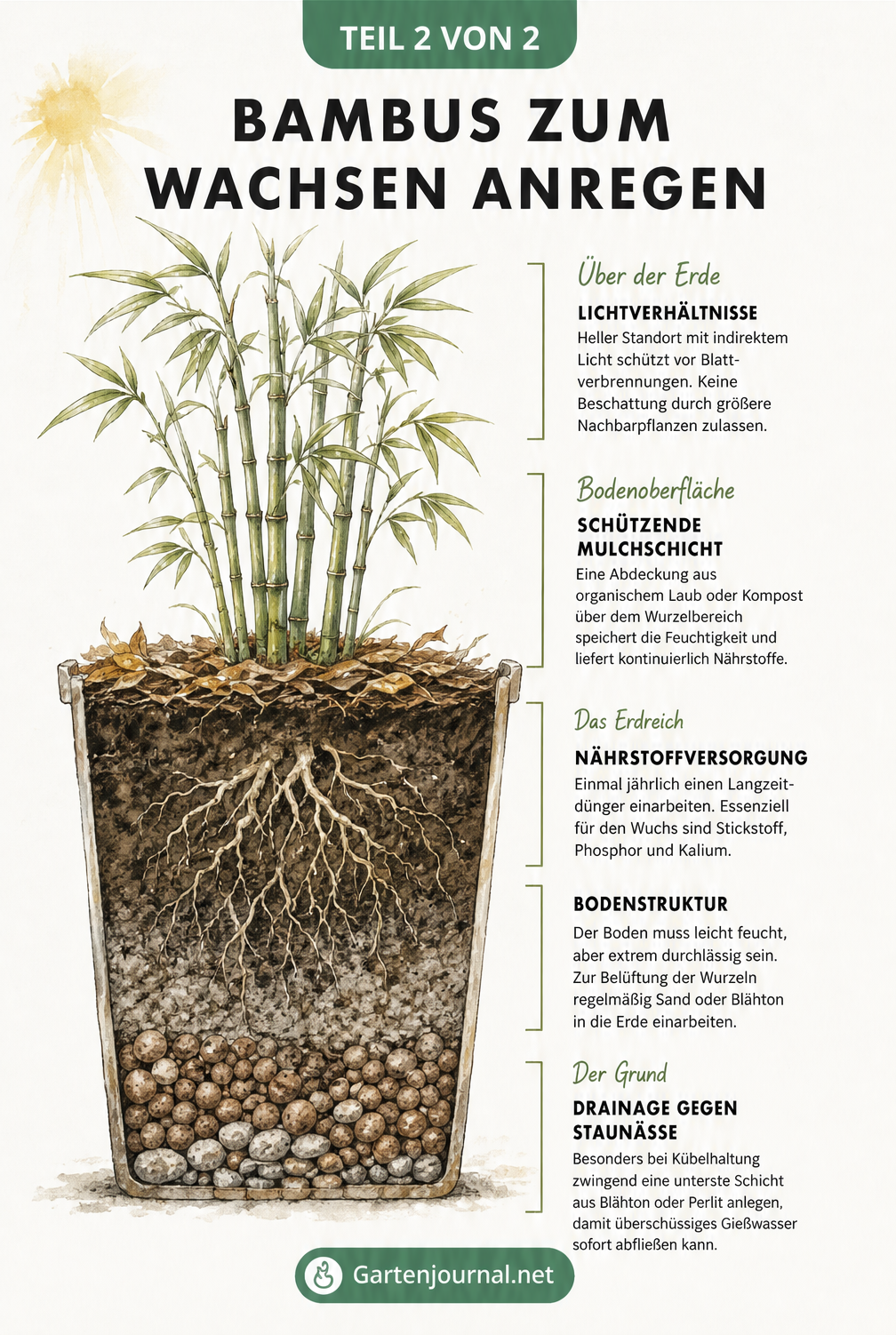 Vertikaler Erdschnitt eines gesund wachsenden Bambus mit Mulchschicht, durchlässigem Erdreich und Drainage