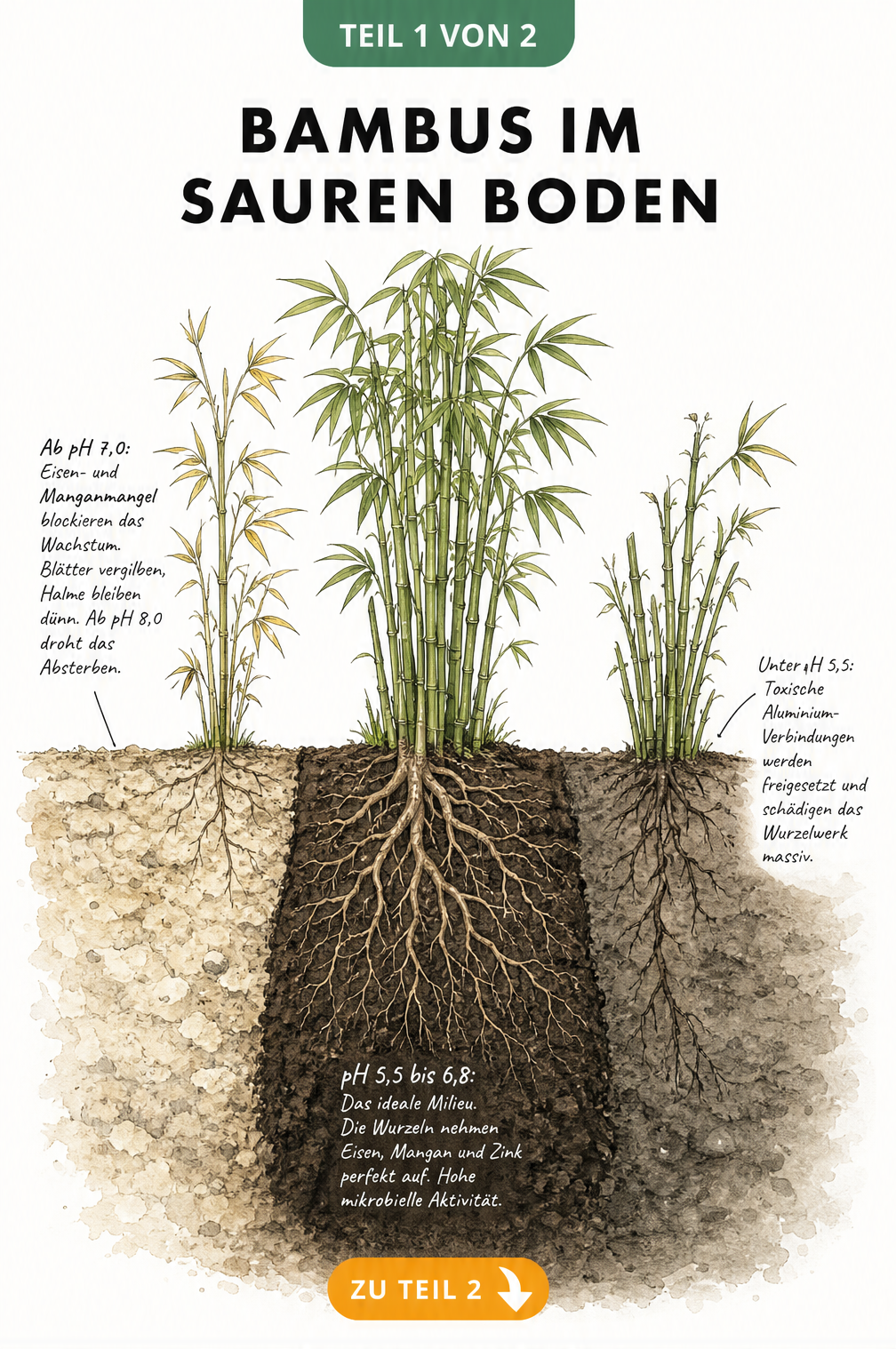 Illustration eines Gartenbodens mit Bambuspflanzen, die den Einfluss des pH-Werts auf das Wachstum zeigen