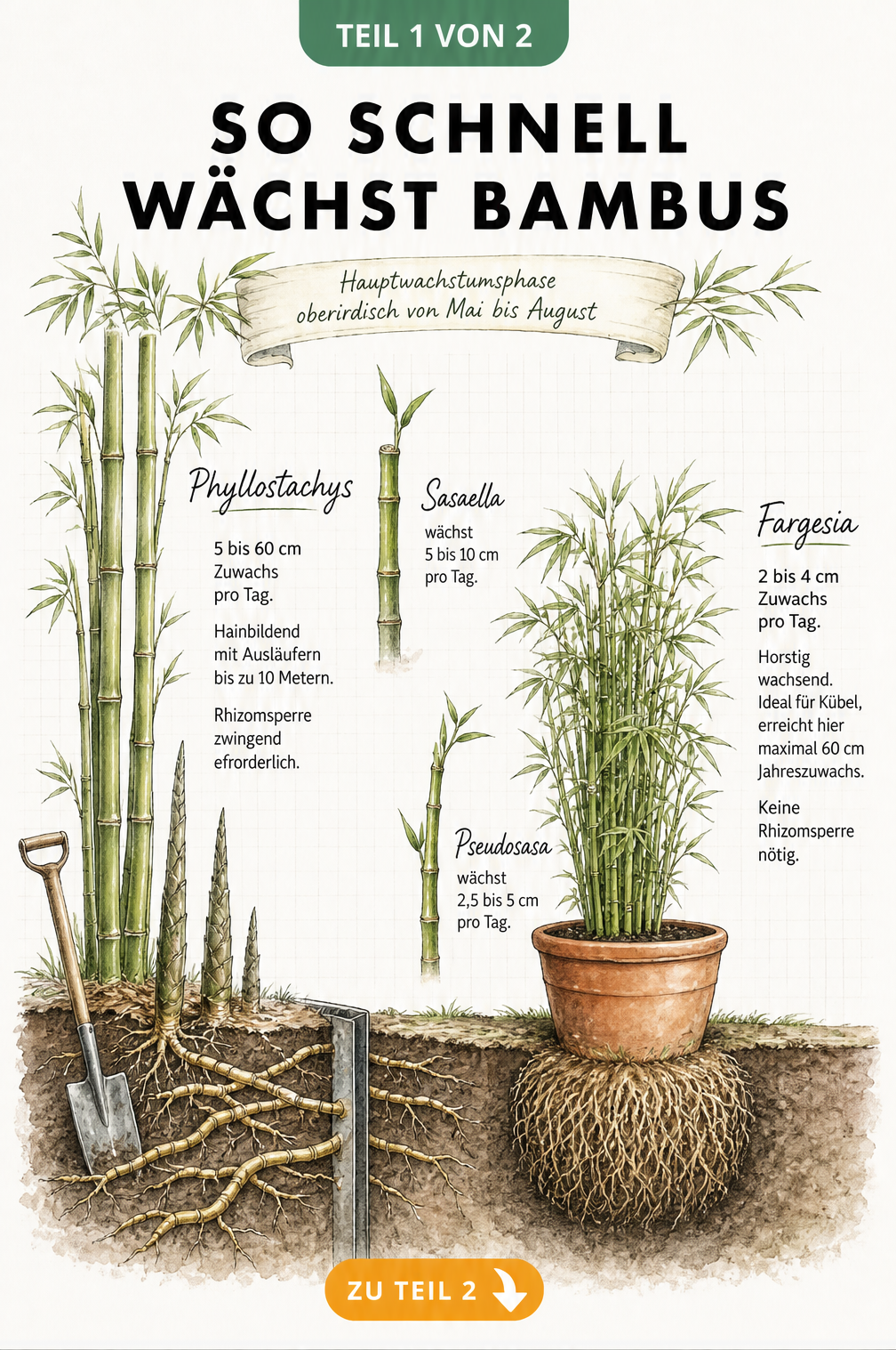 Botanische Illustration von Phyllostachys und Fargesia Bambus im Vergleich mit Wurzeln und Halmen