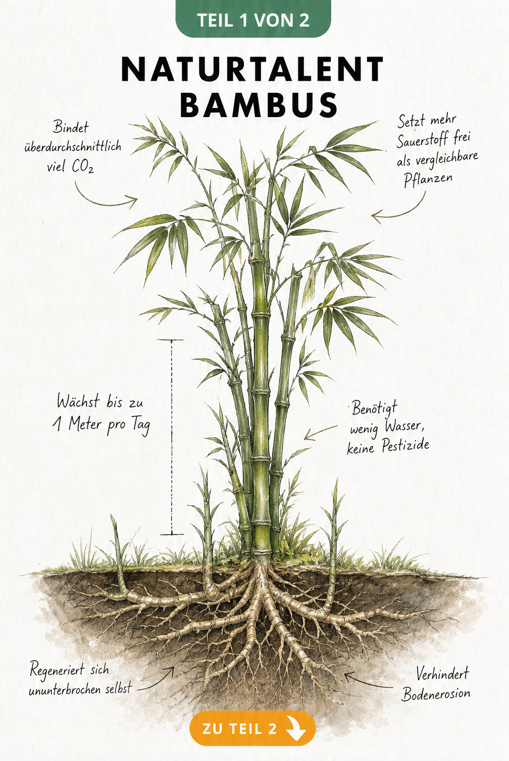 Botanische Illustration einer Bambuspflanze mit Wurzeln und Halm, die schnelles Wachstum und CO2-Bindung zeigt