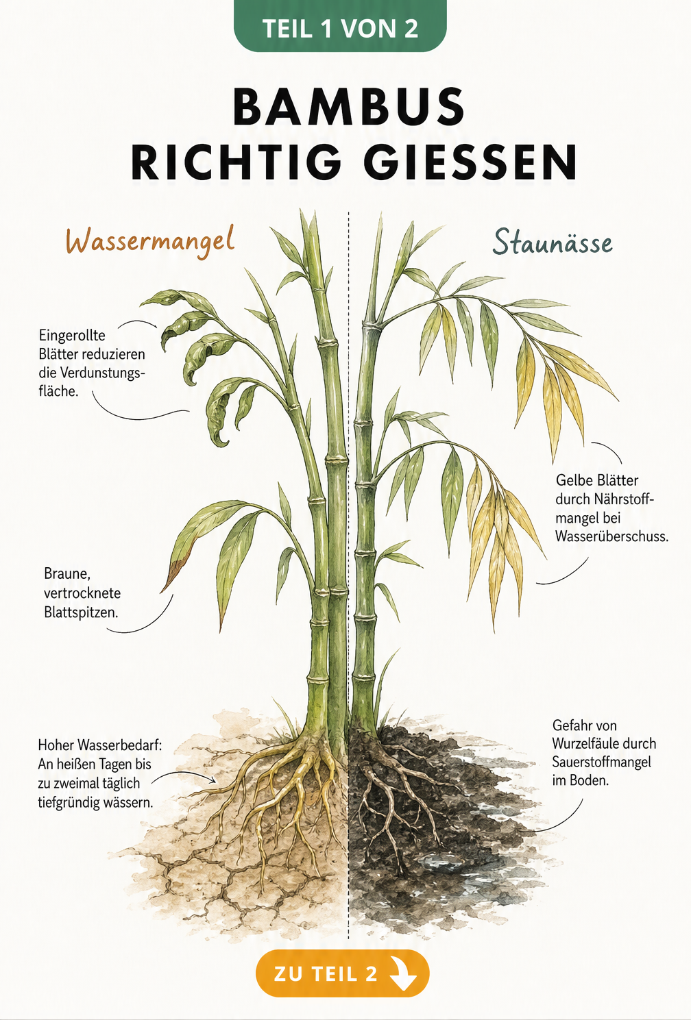 Botanische Illustration eines Bambushalms, die Symptome von Wassermangel wie eingerollte Blätter und Staunässe wie gelbe Blätter zeigt.