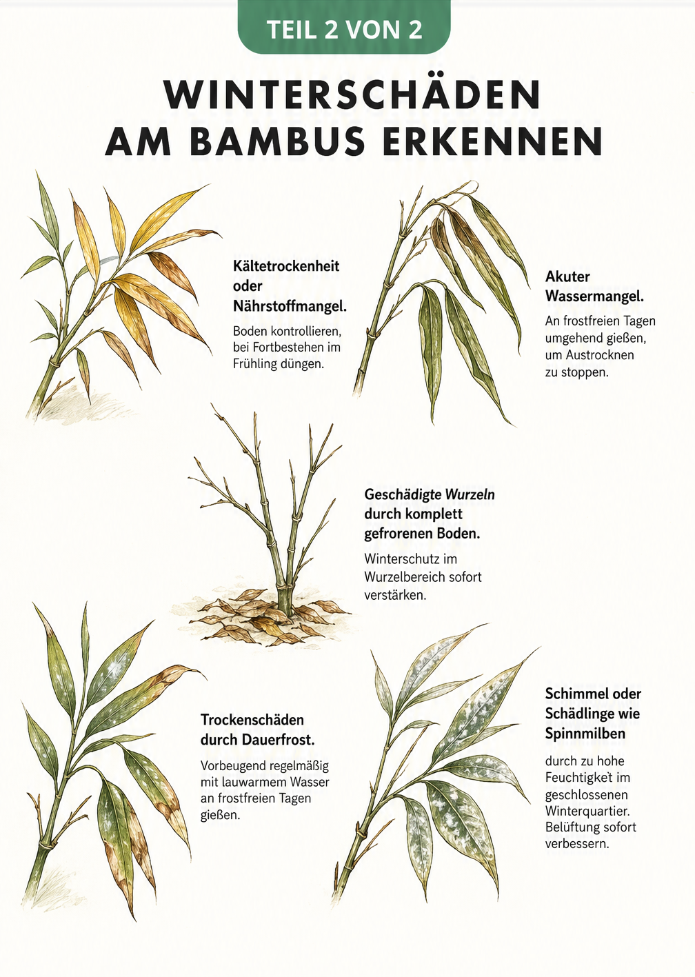 Botanische Skizzen von Bambuszweigen, die verschiedene Winterschäden wie vertrocknete Blätter, Schimmel und Nährstoffmangel zeigen