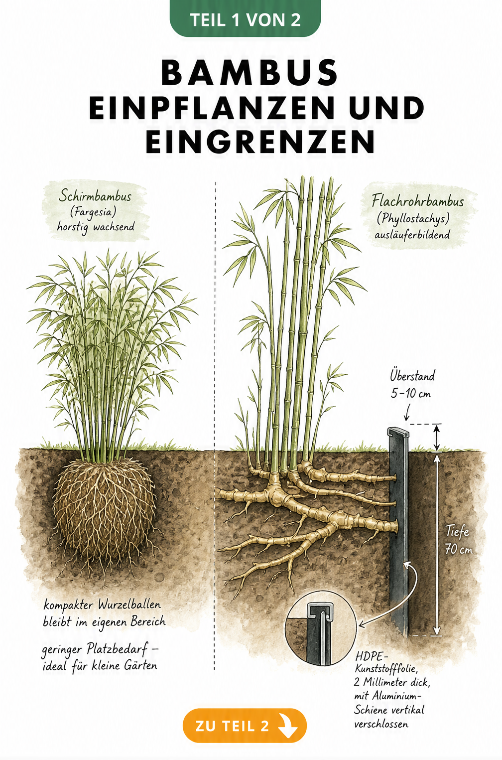 Botanische Schnittzeichnung des Erdreichs mit Schirmbambus ohne Ausläufer und Flachrohrbambus mit Rhizomsperre