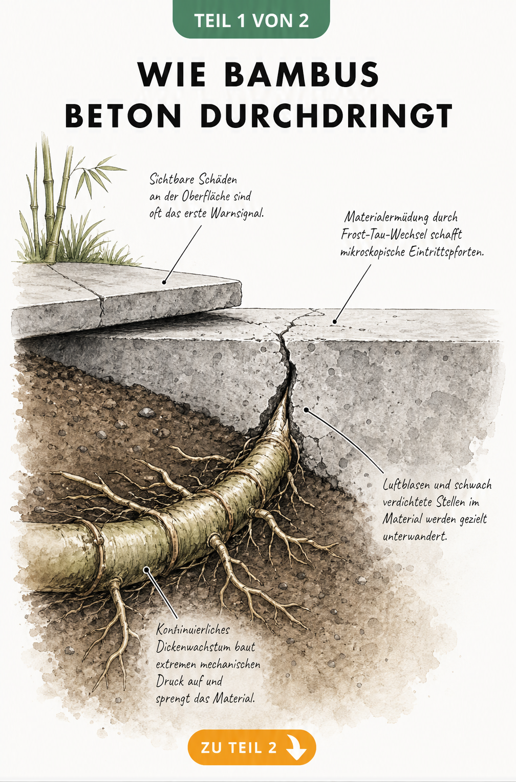 Querschnitt-Illustration eines Bambusrhizoms, das durch einen Haarriss in ein Betonfundament eindringt und dieses aufsprengt.