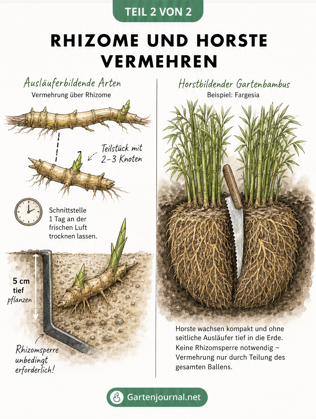 Schnittzeichnung von Bambuswurzeln: Rhizome mit Ausläufern und horstbildender Fargesia