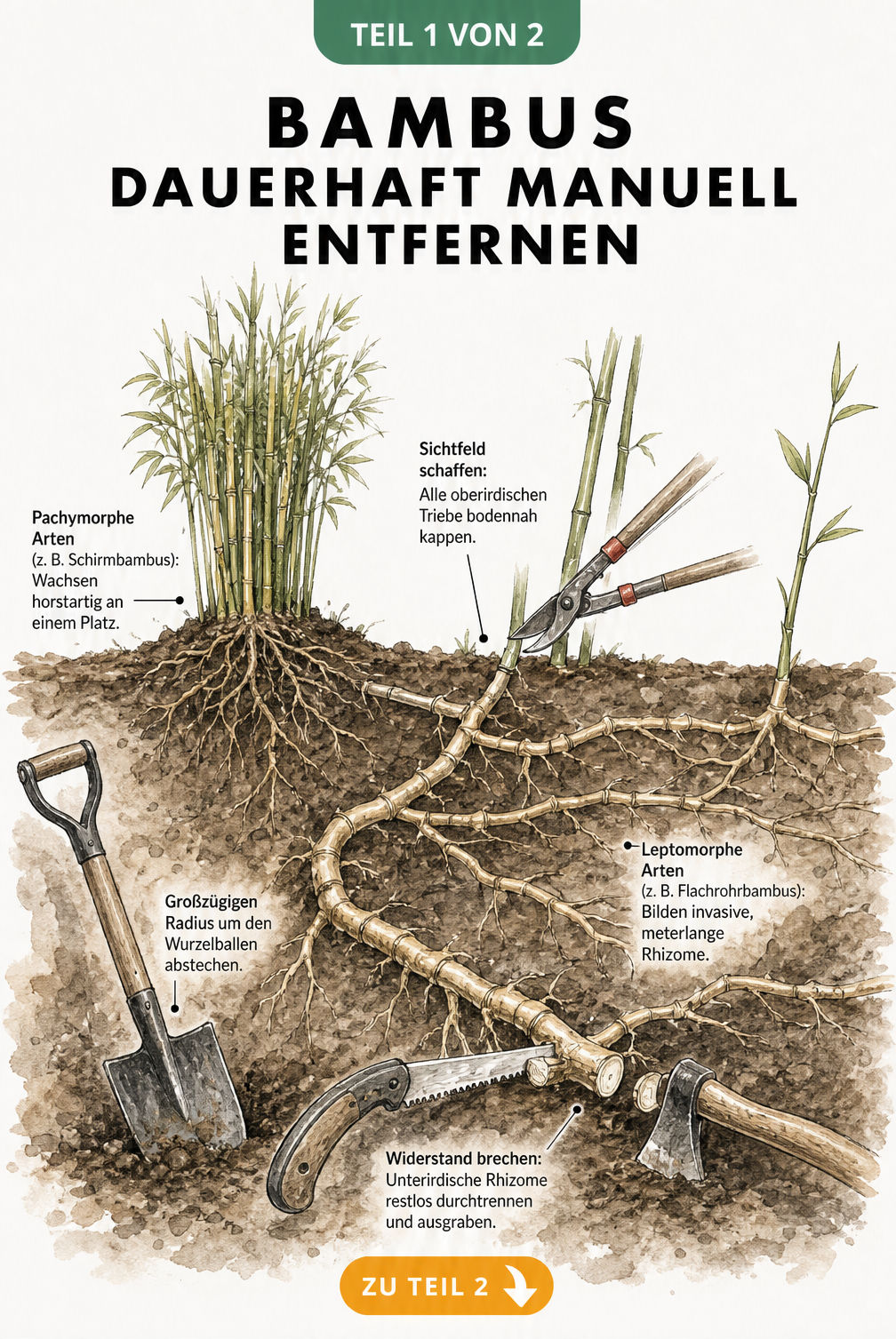 Botanische Querschnitts-Illustration von Bambuswurzeln, die den Unterschied zwischen pachymorphen und leptomorphen Arten sowie den Einsatz von Werkzeugen wie...