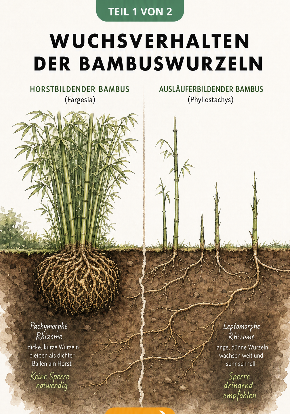 Illustration der zwei Bambus-Wurzeltypen: horstbildende pachymorphe Rhizome links und ausläuferbildende leptomorphe Rhizome rechts im Erdschnitt.